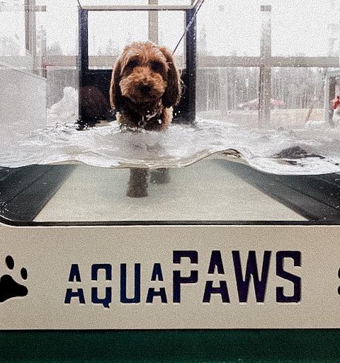 Aquatic rehab for pets