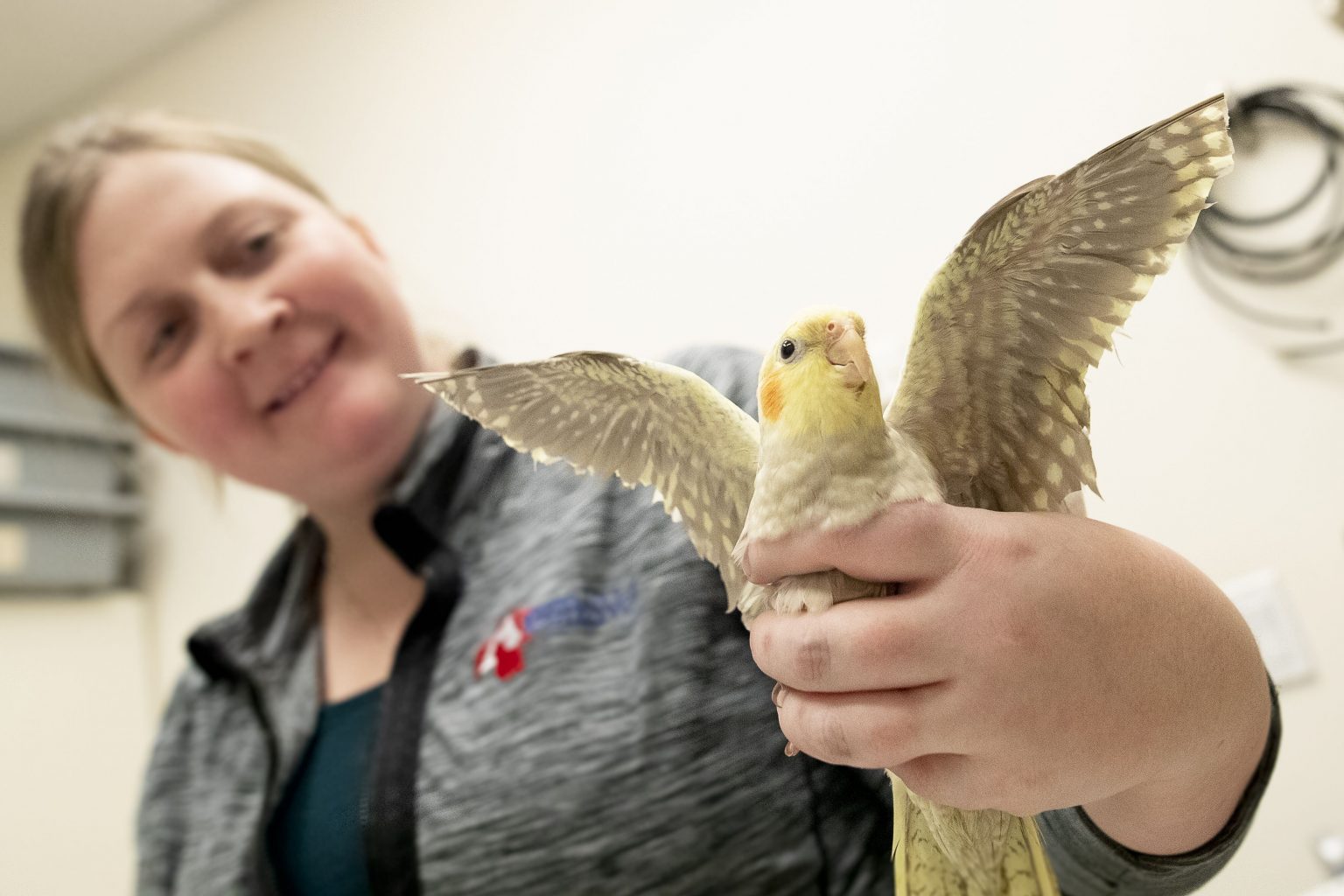 General Practice Oaks Vet Hospital